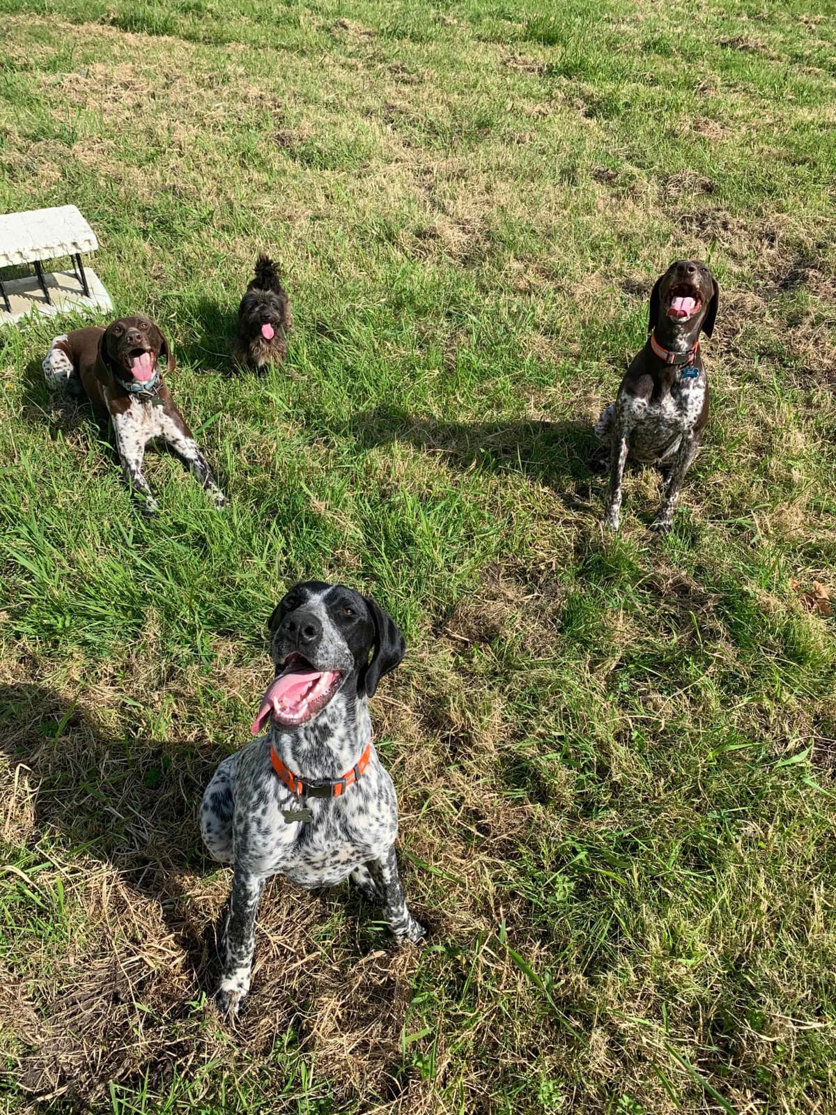 German Shorthaired Pointer Puppies breeder image 19
