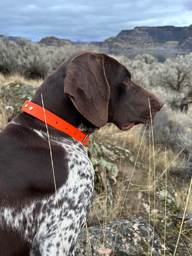 German Shorthaired Pointer Puppies media 2