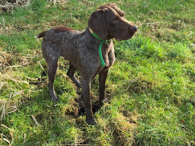 German Shorthaired Pointer Puppies media 3