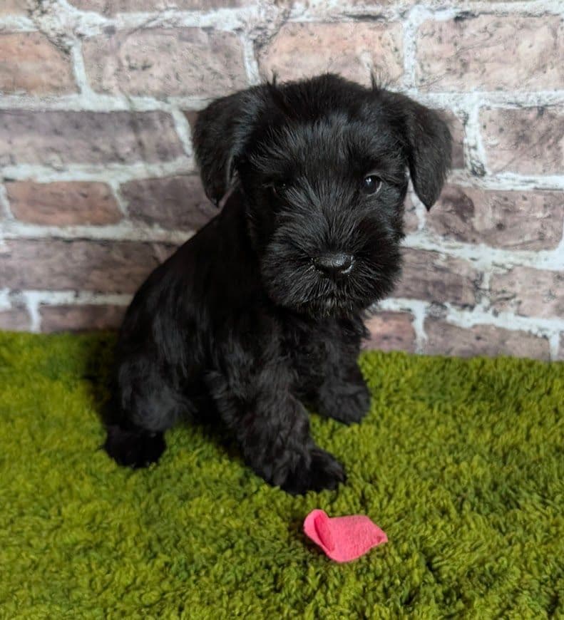 Miniature Schnauzer Puppies breeder image 1