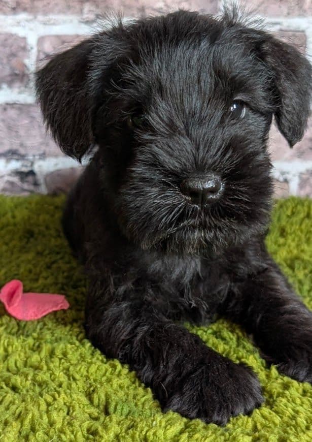 Miniature Schnauzer Puppies breeder image 3