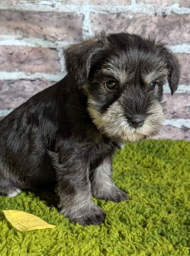 Miniature Schnauzer Puppies breeder image 4