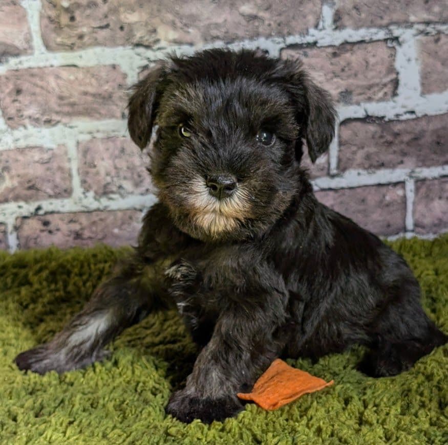 Miniature Schnauzer Puppies breeder image 7