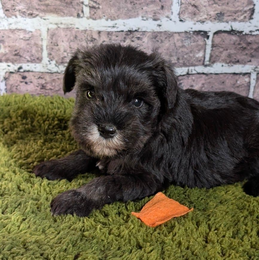 Miniature Schnauzer Puppies breeder image 9