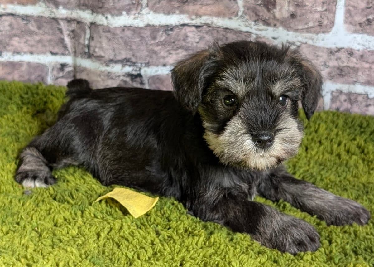Miniature Schnauzer Puppies breeder image 5