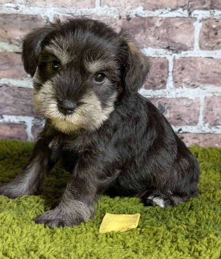 Miniature Schnauzer Puppies breeder image 6