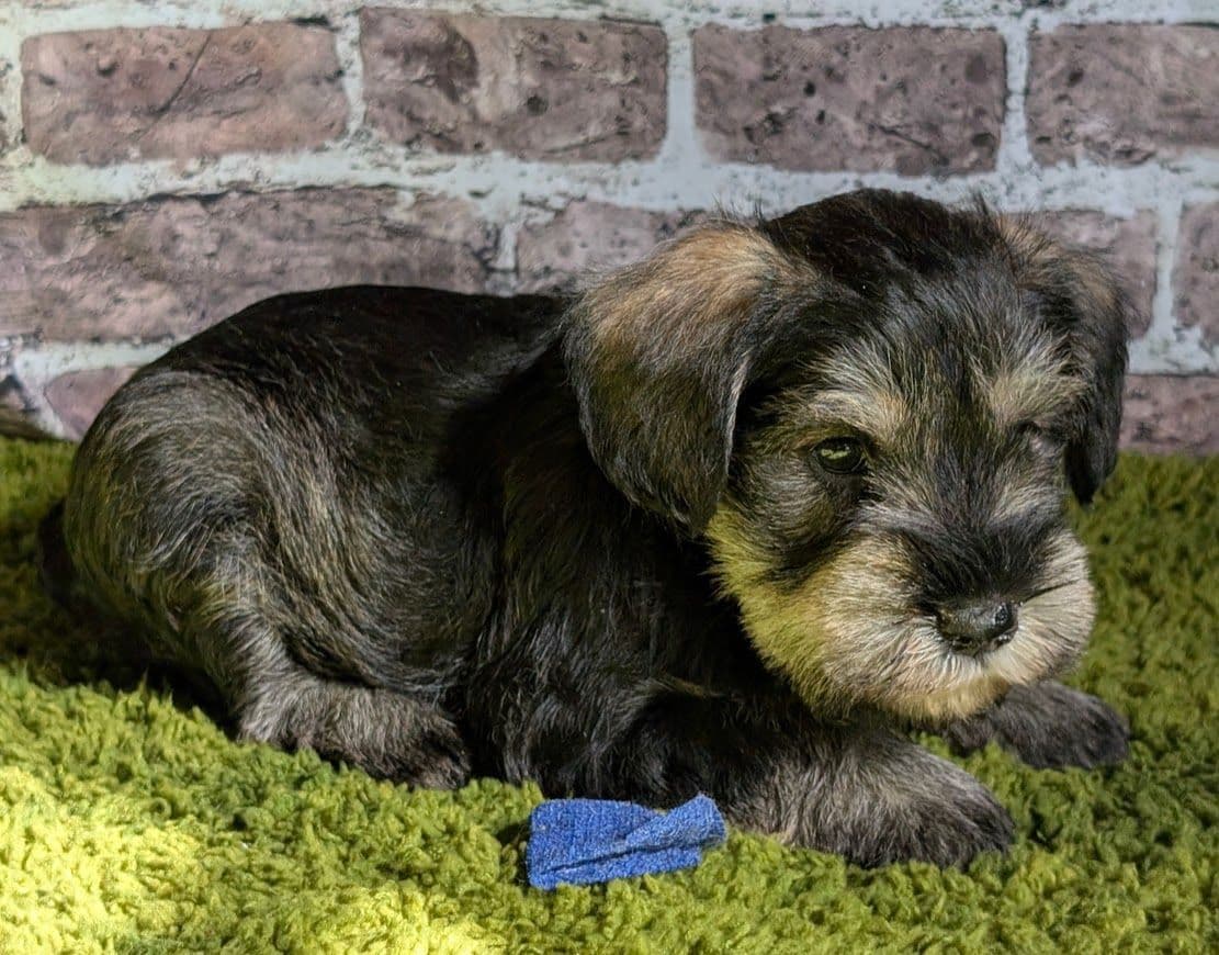 Miniature Schnauzer Puppies breeder image 10