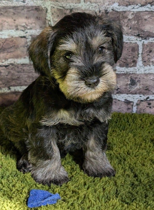Miniature Schnauzer Puppies breeder image 11