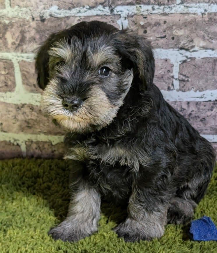 Miniature Schnauzer Puppies breeder image 12