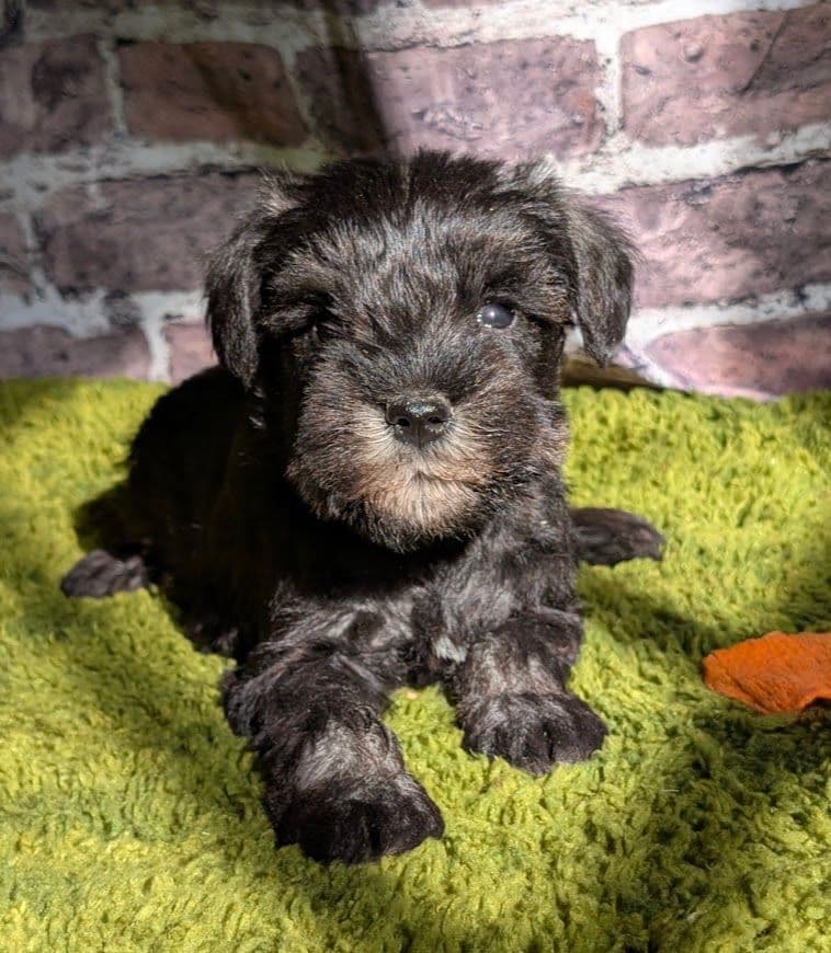 Miniature Schnauzer Puppies breeder image 8