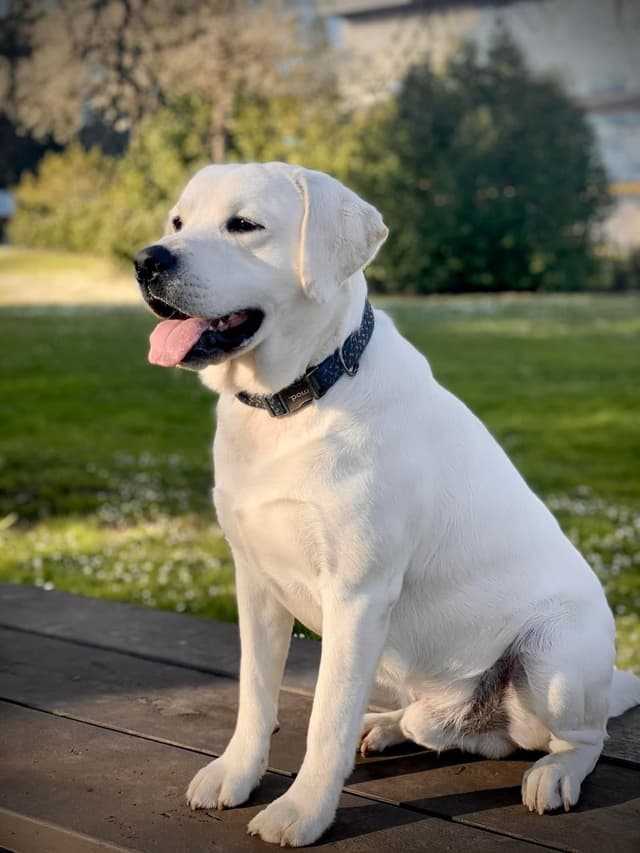 Yellow/white Labrador Retriever Puppies media 2