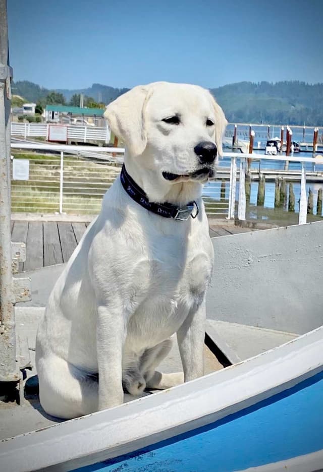 Yellow/white Labrador Retriever Puppies media 3