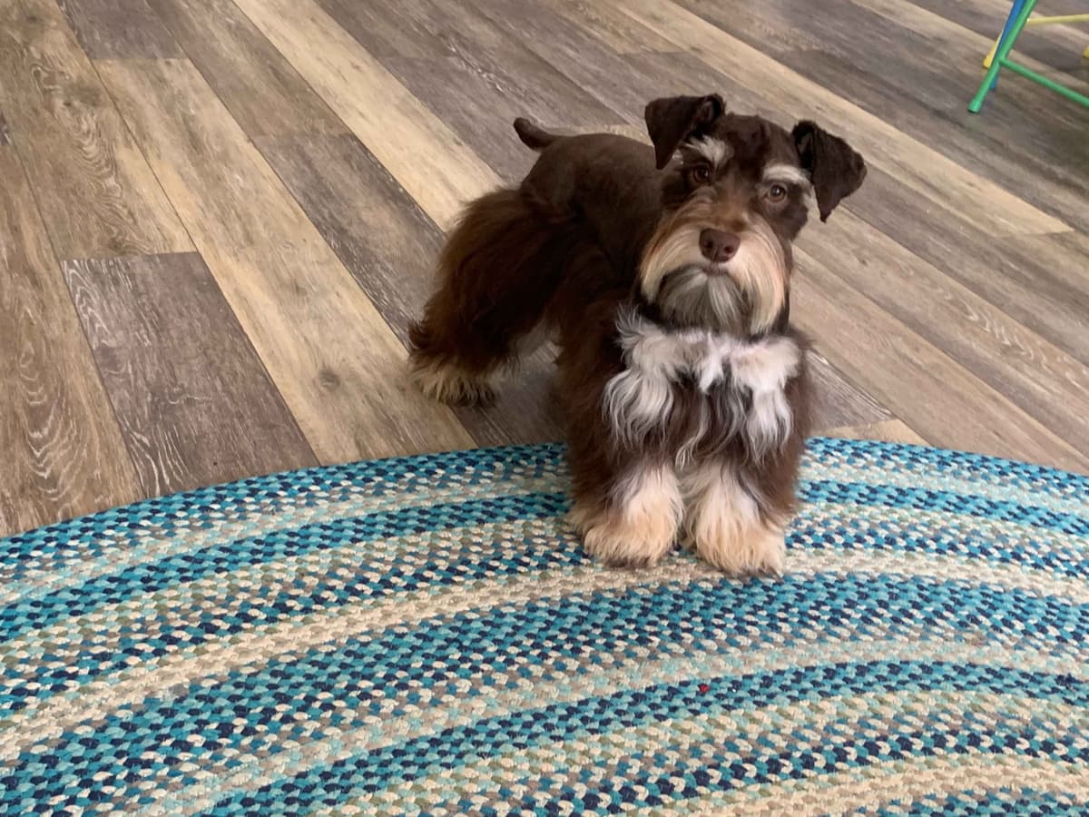 Miniature Schnauzer Puppies breeder image 1