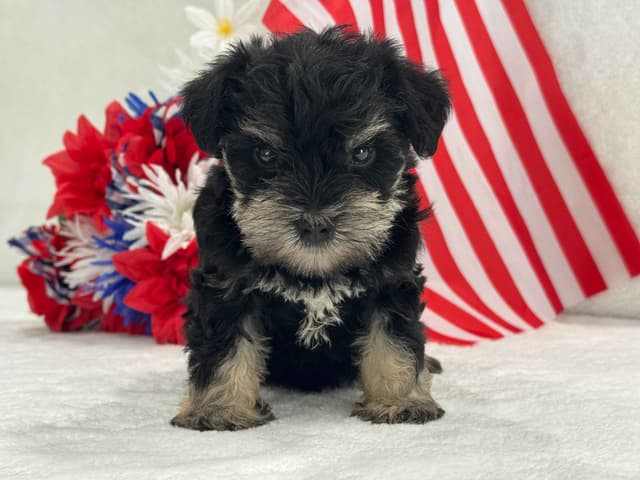Miniature Schnauzer Puppies media 2