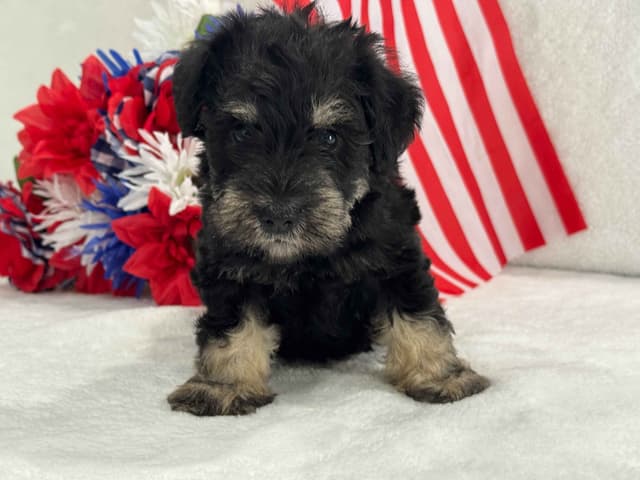 Miniature Schnauzer Puppies media 3