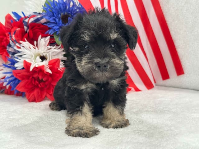 Miniature Schnauzer Puppies media 6