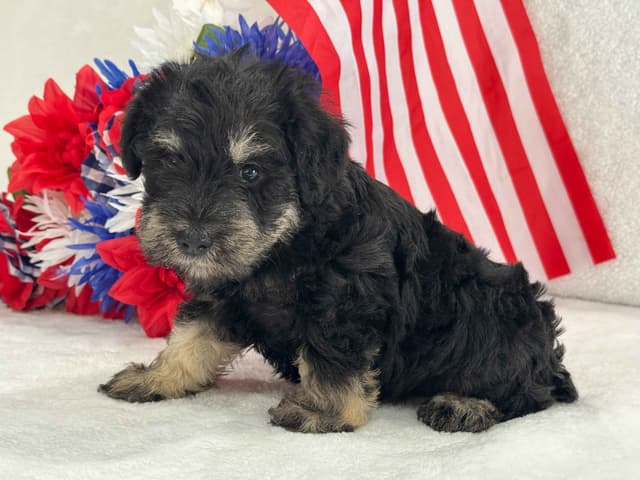 Miniature Schnauzer Puppies media 4