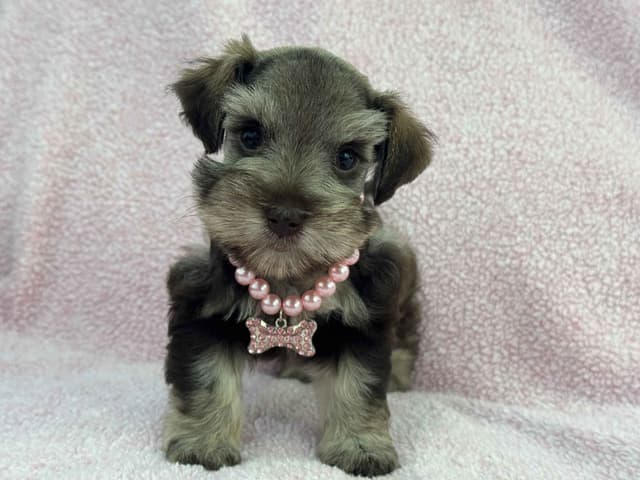Miniature Schnauzer Puppies media 2
