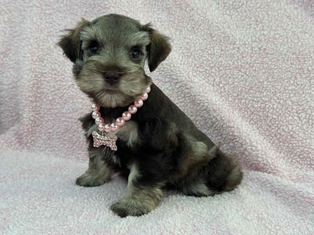 Miniature Schnauzer Puppies media 3