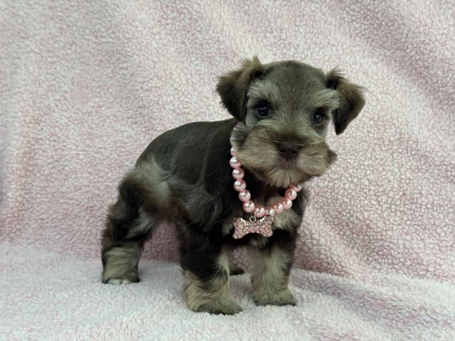 Miniature Schnauzer Puppies media 4