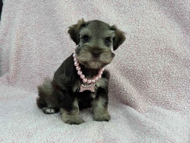Miniature Schnauzer Puppies media 5