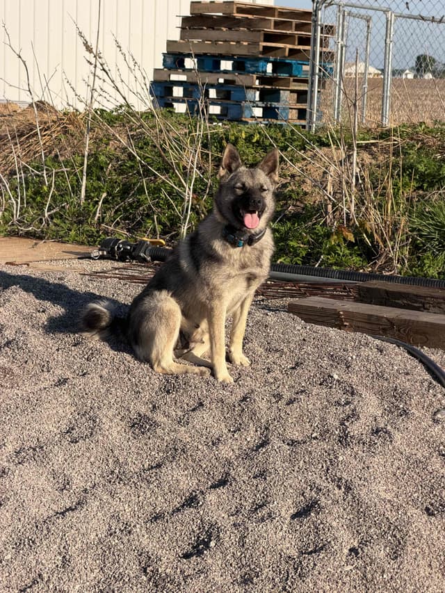 Norwegian Elkhound Puppies media 2