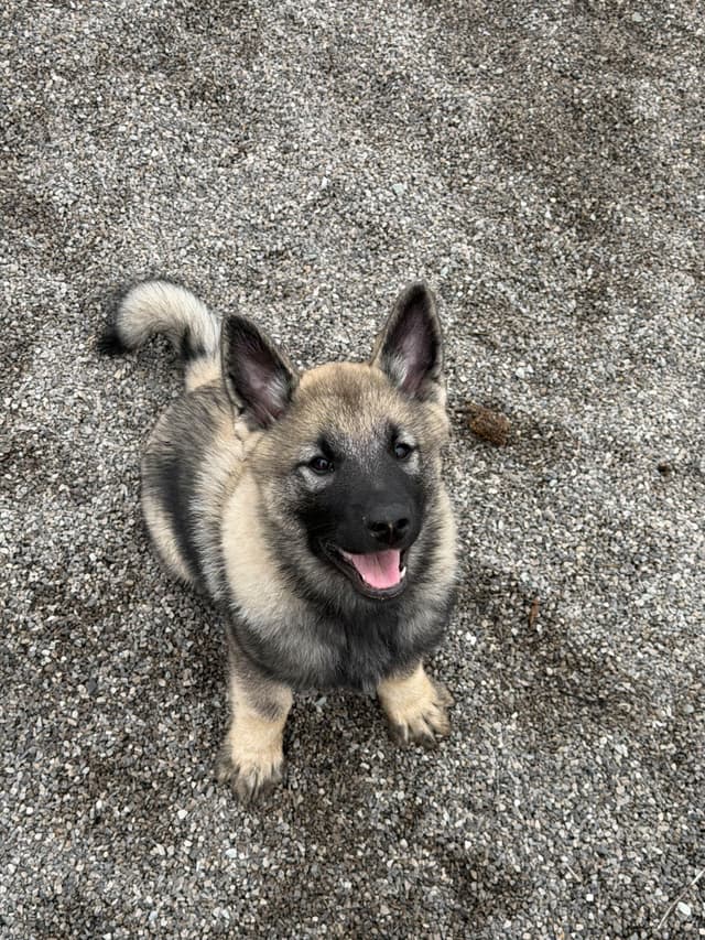 Norwegian Elkhound Puppies media 3