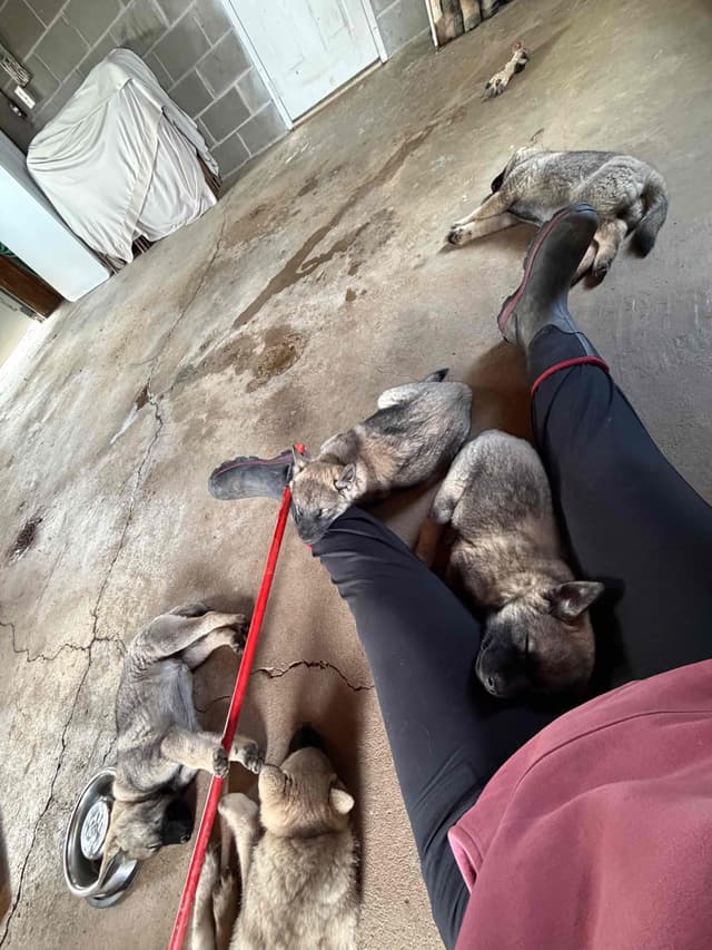 Norwegian Elkhound Puppies media 4