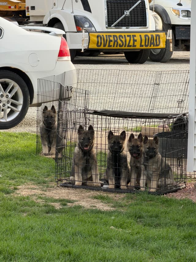 Norwegian Elkhound Puppies media 5
