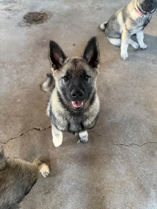 Norwegian Elkhound Puppies media 6