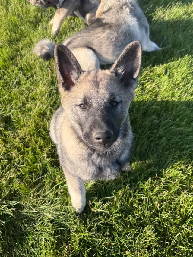 Norwegian Elkhound Puppies media 7