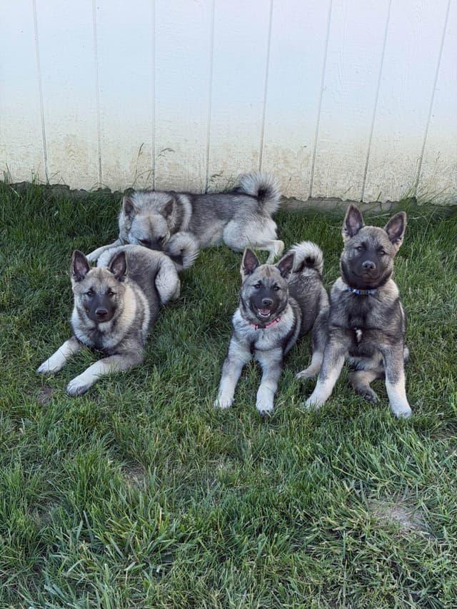 Norwegian Elkhound Puppies media 8