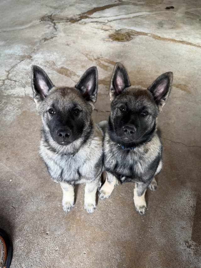 Norwegian Elkhound Puppies media 9