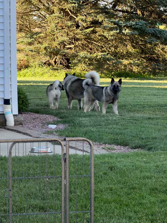 Norwegian Elkhound Puppies media 11