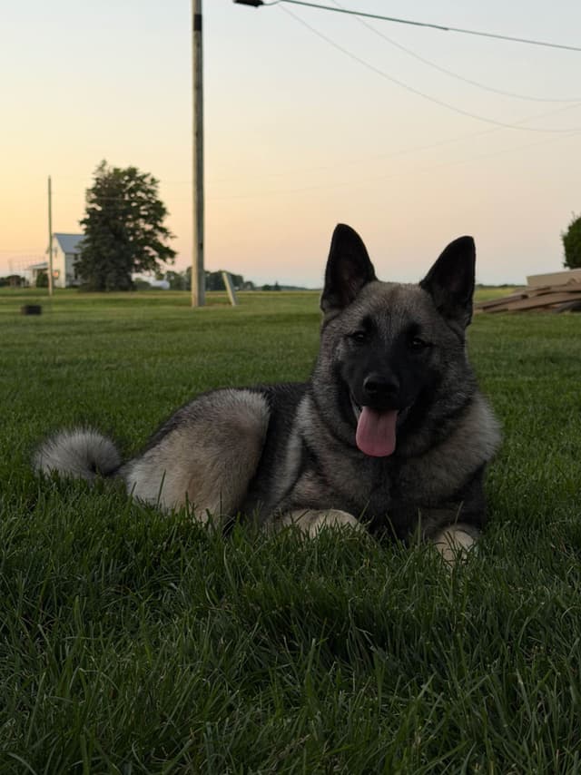 Norwegian Elkhound Puppies media 12