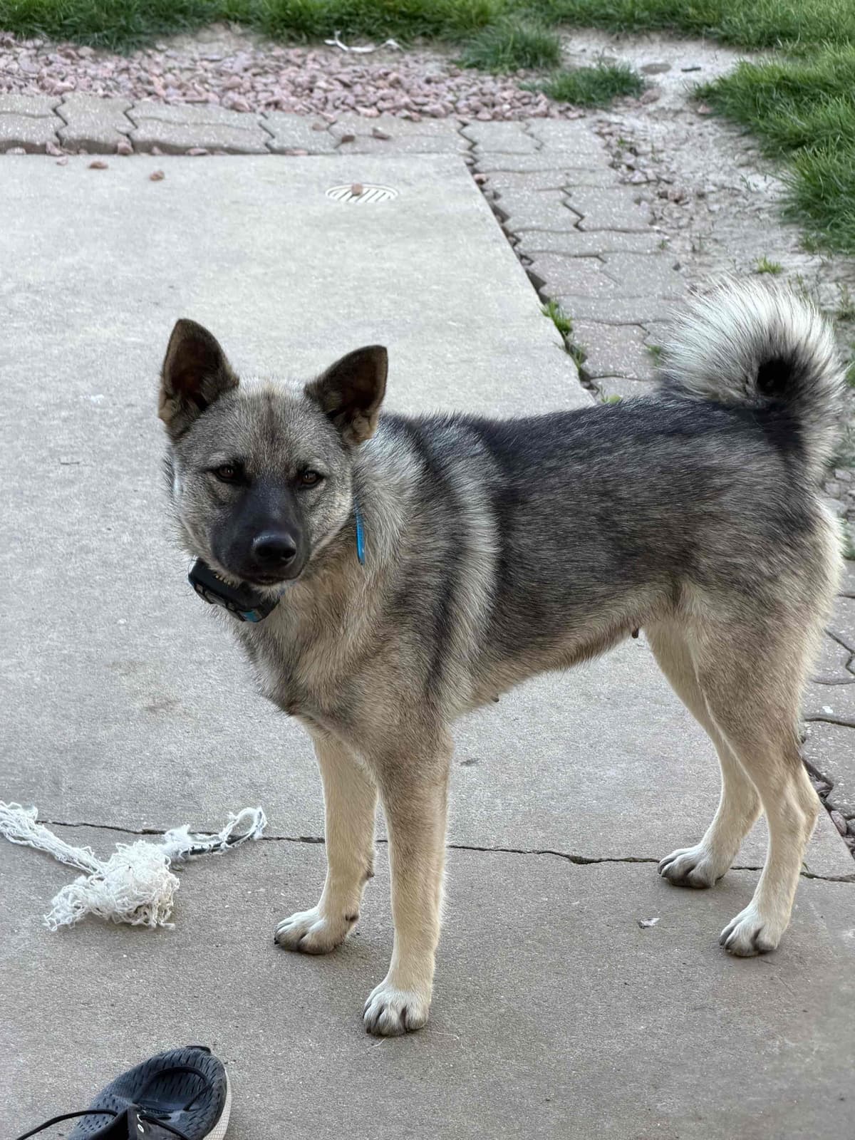 Norwegian Elkhound Puppies breeder image 3