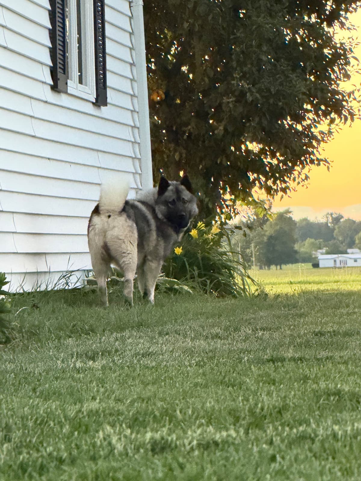 Norwegian Elkhound Puppies breeder image 4