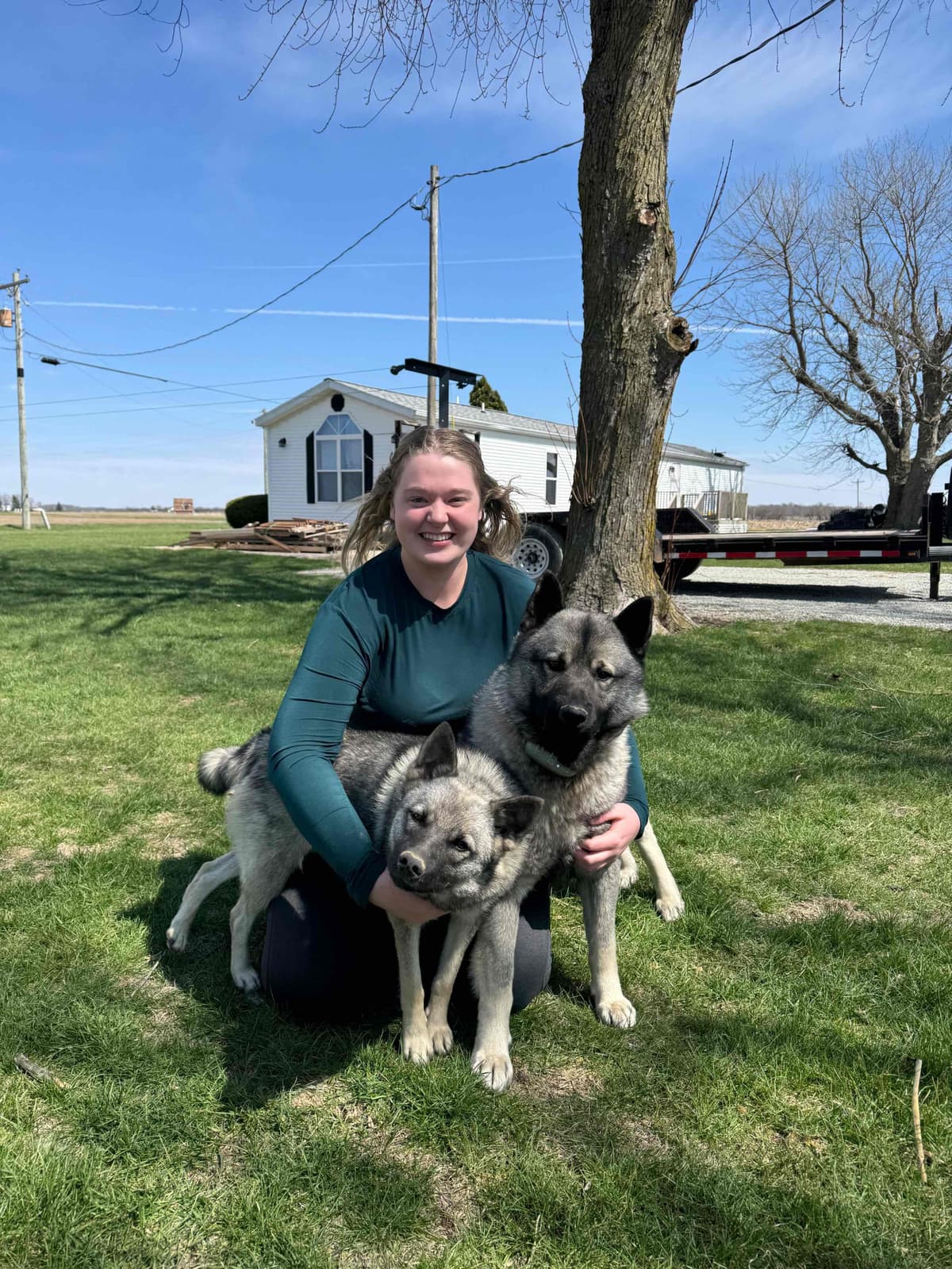 Norwegian Elkhound Puppies breeder image 1