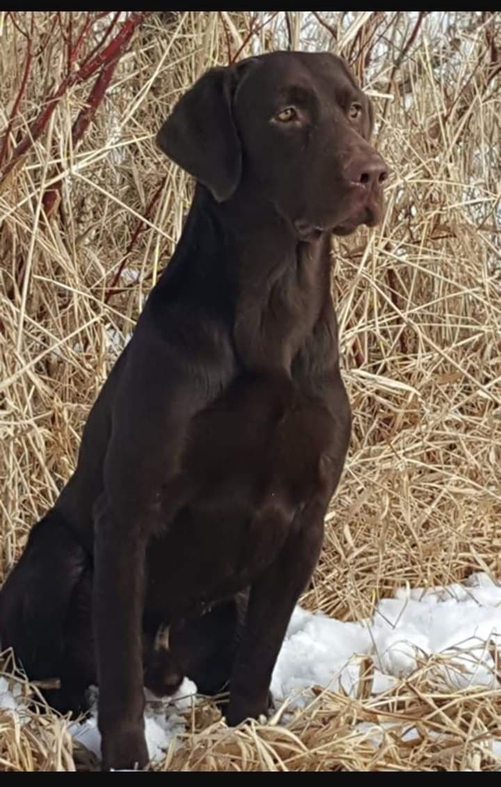Labrador Retriever Puppies breeder image 3