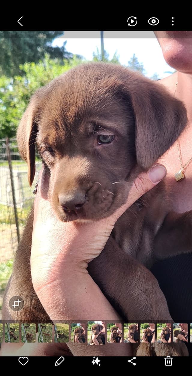 Labrador Retriever Puppies media 3