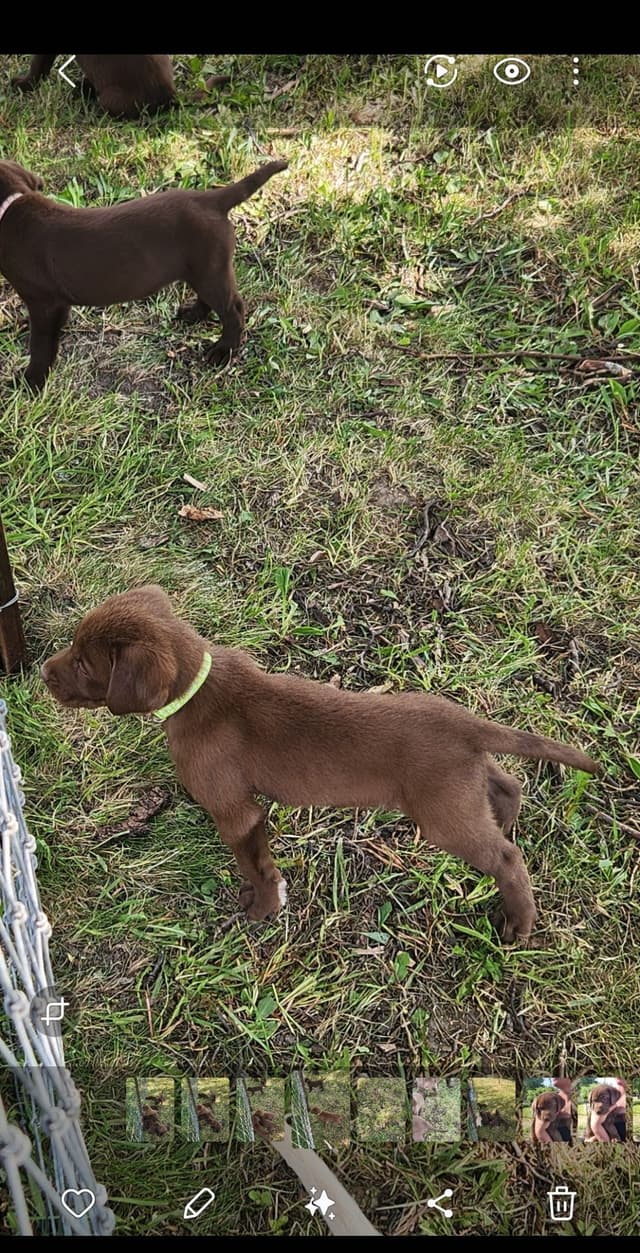 Labrador Retriever Puppies media 4