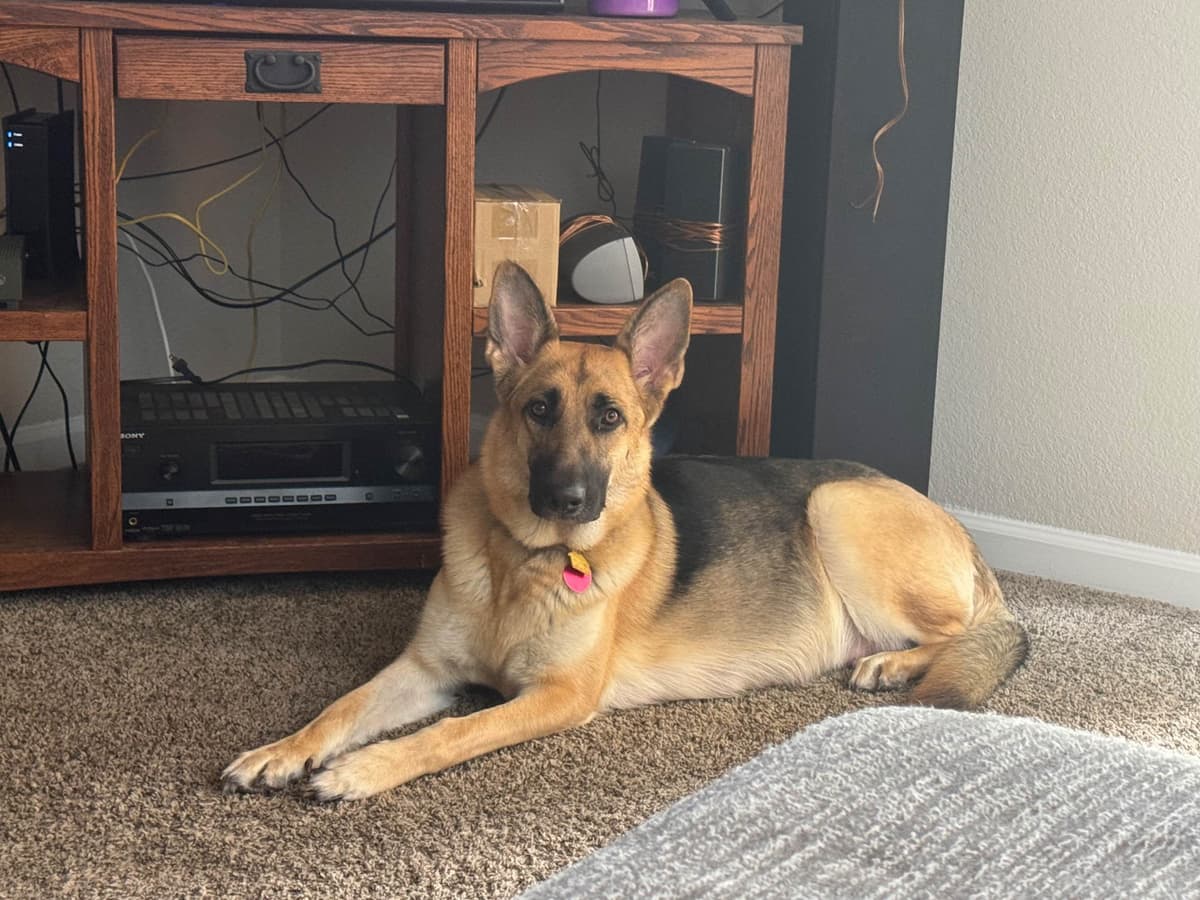 German Shepherd Dog Puppies breeder image 1