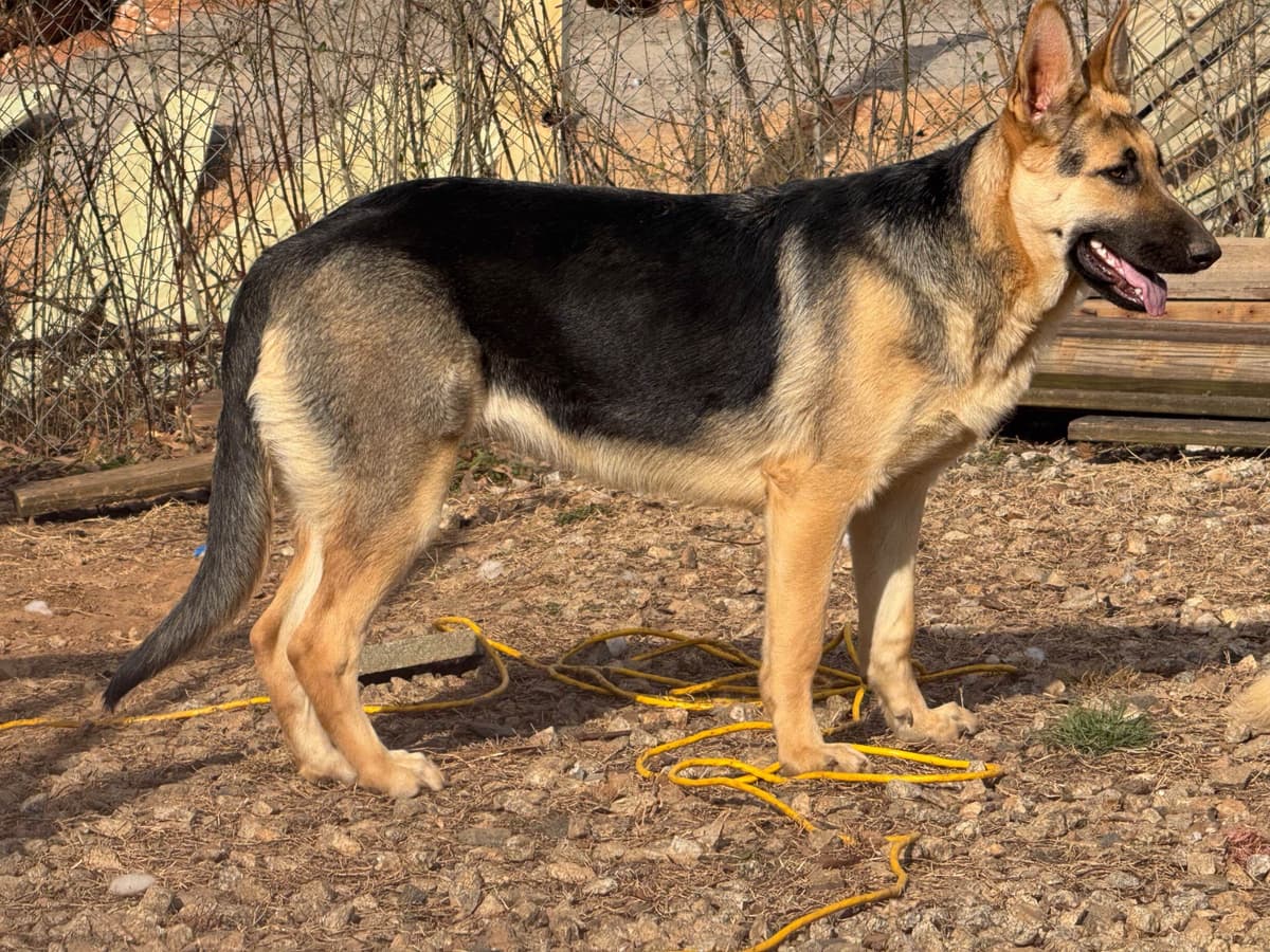 German Shepherd Dog Puppies breeder image 3