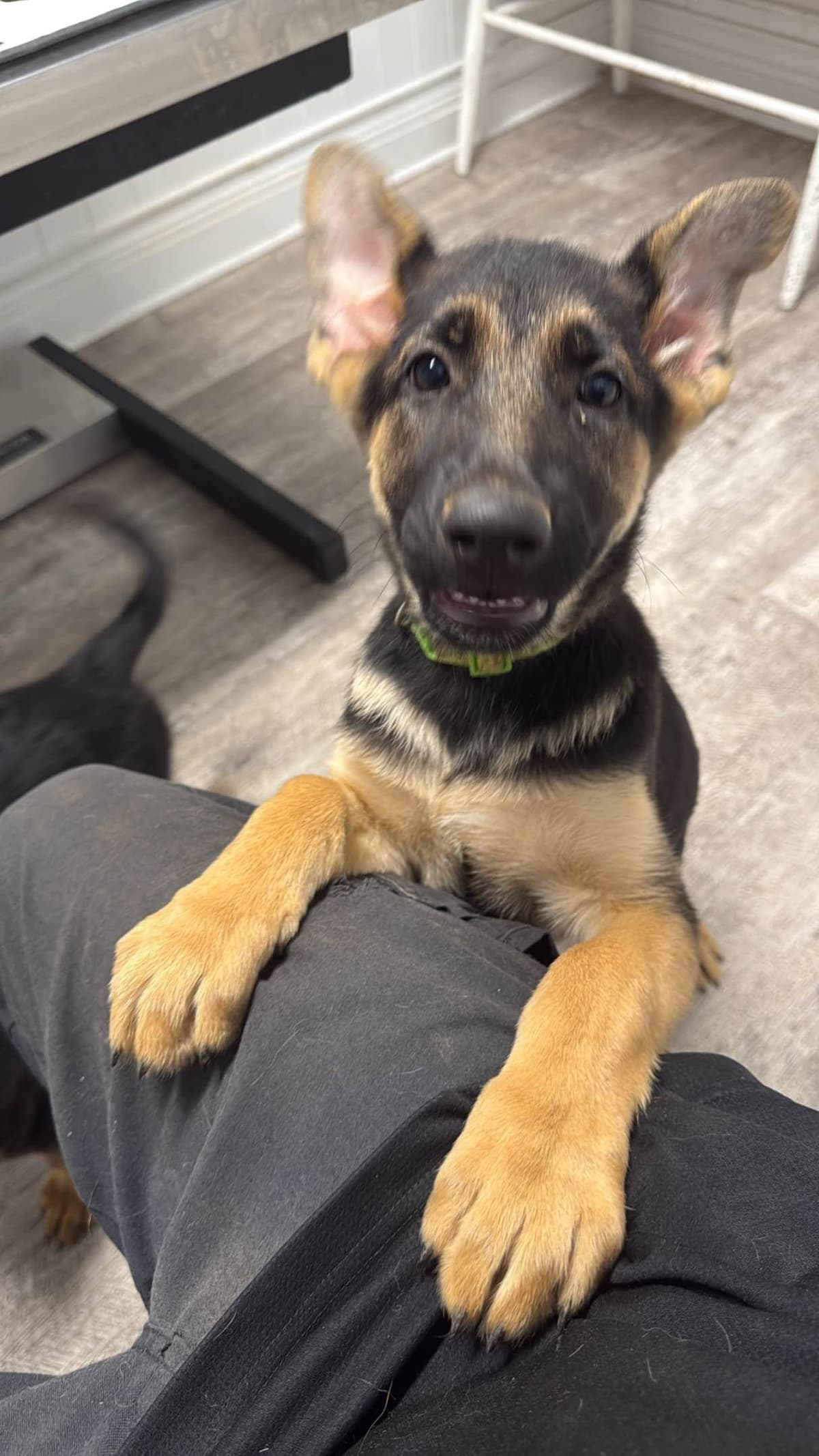 German Shepherd Dog Puppies breeder image 7
