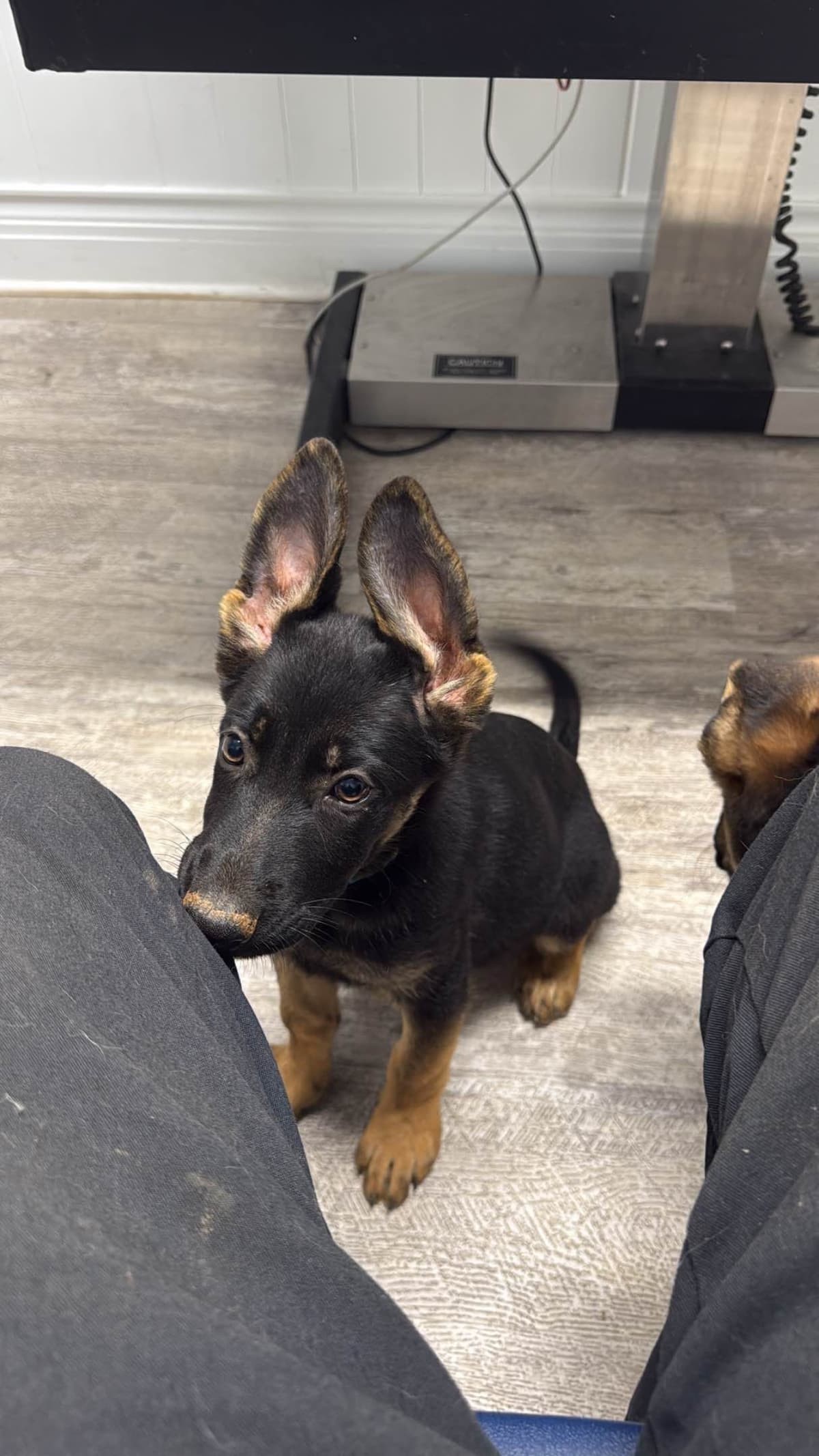 German Shepherd Dog Puppies breeder image 6