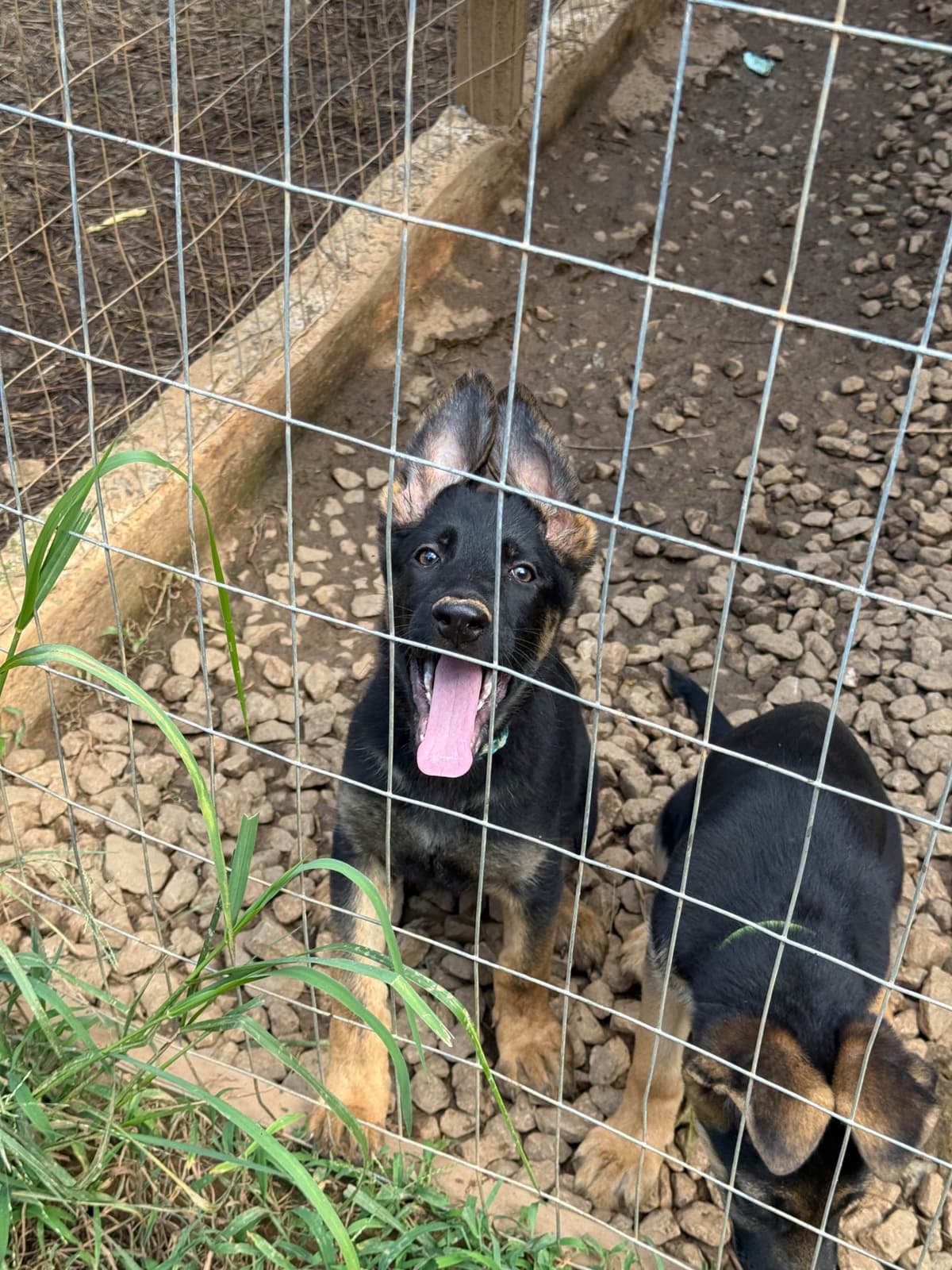 German Shepherd Dog Puppies breeder image 9
