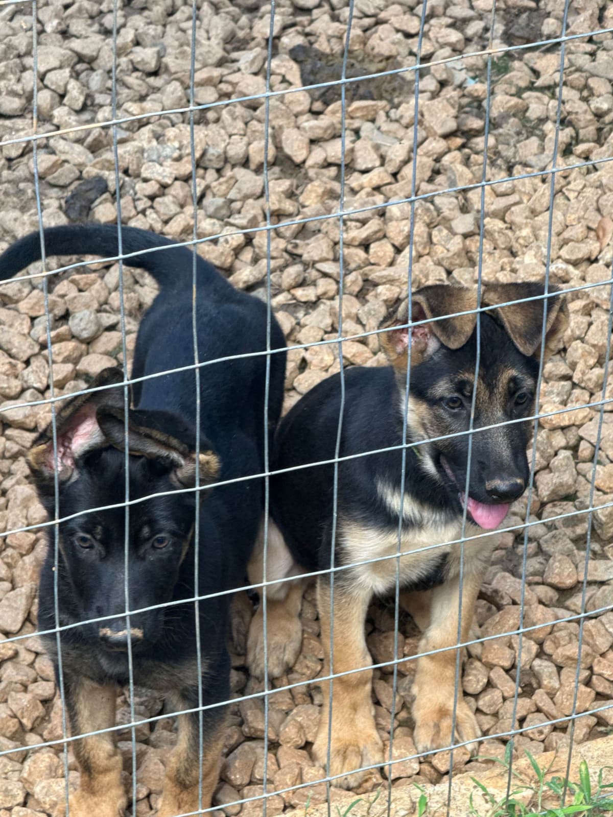 German Shepherd Dog Puppies breeder image 10