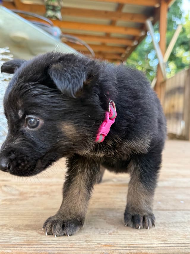 German Shepherd Dog Puppies media 2