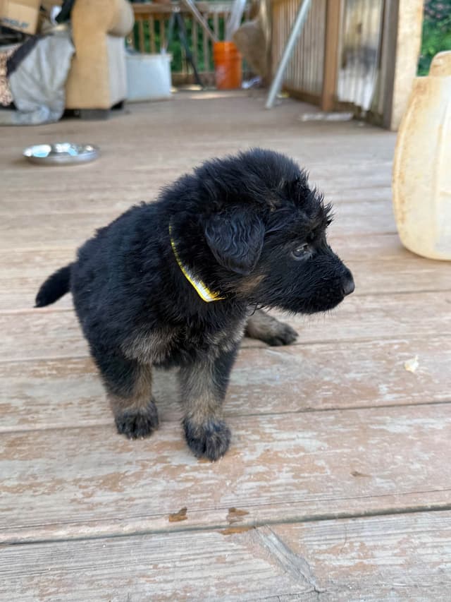 German Shepherd Dog Puppies media 3