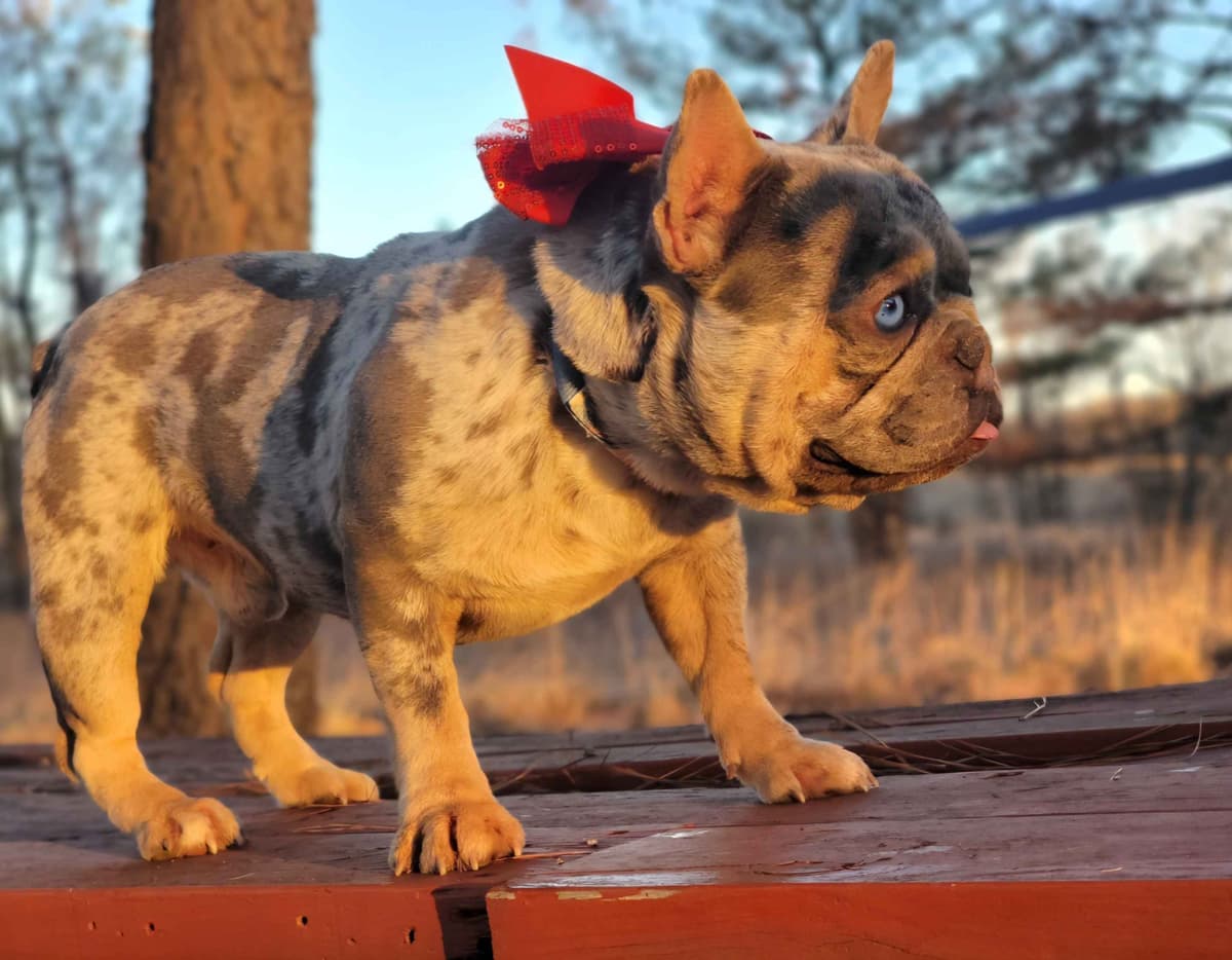 French Bulldog Puppies breeder image 1